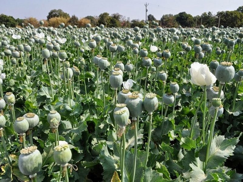 کشت خشخاش: از ممنوعیت تا احیا، چالشها و فرصتها