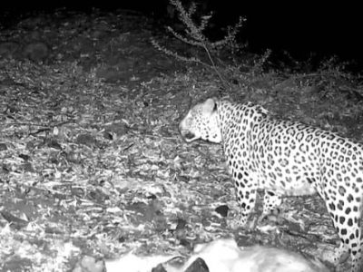 مشاهده پلنگ ایرانی در جنگل‌های هیرکانی املش