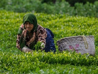رئیس سازمان چای: پرداخت ۸۸ درصد مطالبات چایکاران