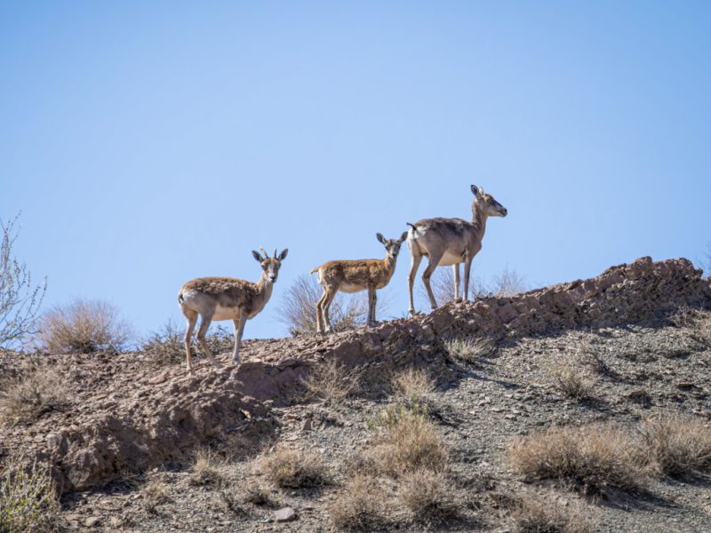 حیاتوحش در کش و قوس خشکسالی