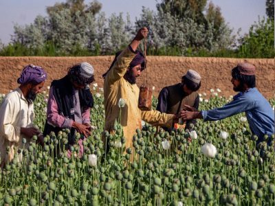 وزیر بهداشت: قانون کشت تریاک تصویب شود