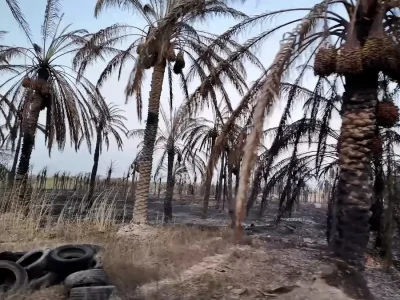 ۳۰ هزار نخل اروندکنار سوخت