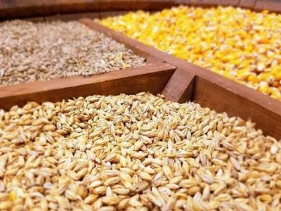 اگرتوان شکستن انحصار واردات نهاده‌های دامی را ندارید ،کناربروید!