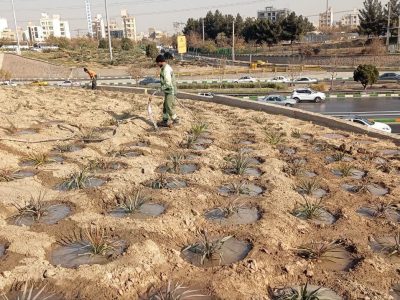 پیشرفت ۶۰ درصدی پروژه احداث فضای سبز در مشهد