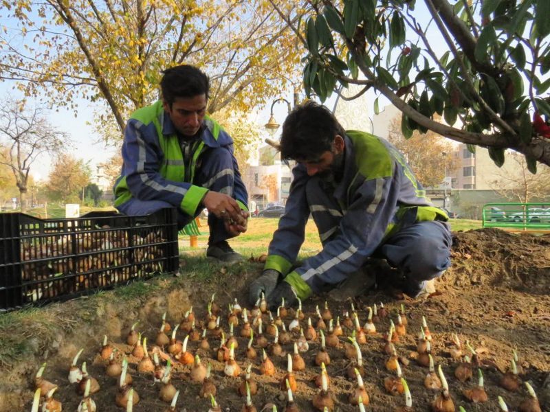 کاشت ۲۰ هزار گل نرگس در منطقه 8 شهرداری