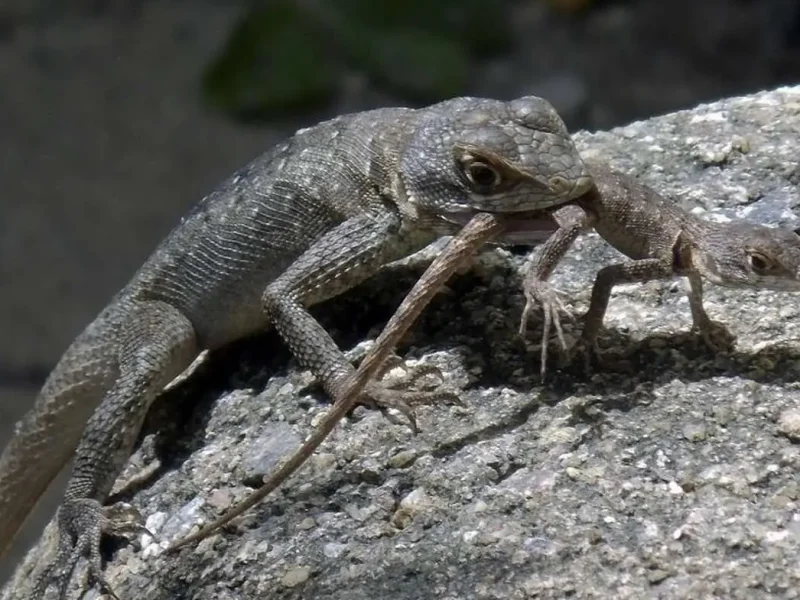 چرا بعضی حیوانات فرزندانشان را می‌خورند؟