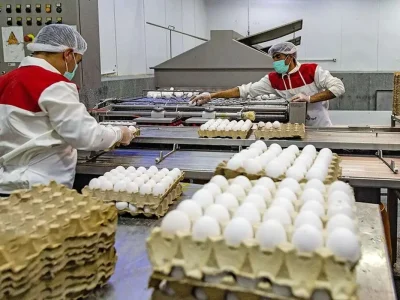 هر عدد تخم‌مرغ ۱۰ هزار تومان شد