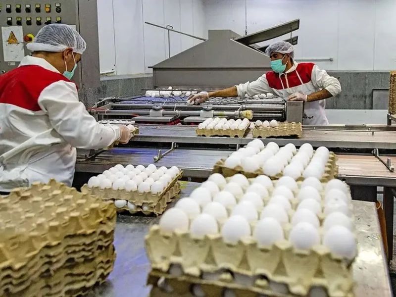 هر عدد تخم‌مرغ ۱۰ هزار تومان شد