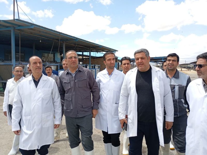 بازدید میدانی از گاوداری صنعتی ۳۰۰۰ راسی در تربت حیدریه