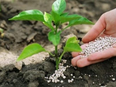 یارانه نقدی برای کشاورزان