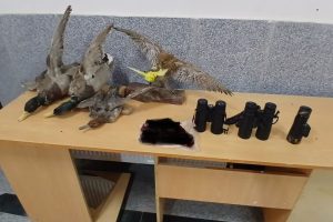 کشف لاشه و اجزای حیات‌وحش و سلاح شکاری در دو عملیات حفاظتی در جغتای